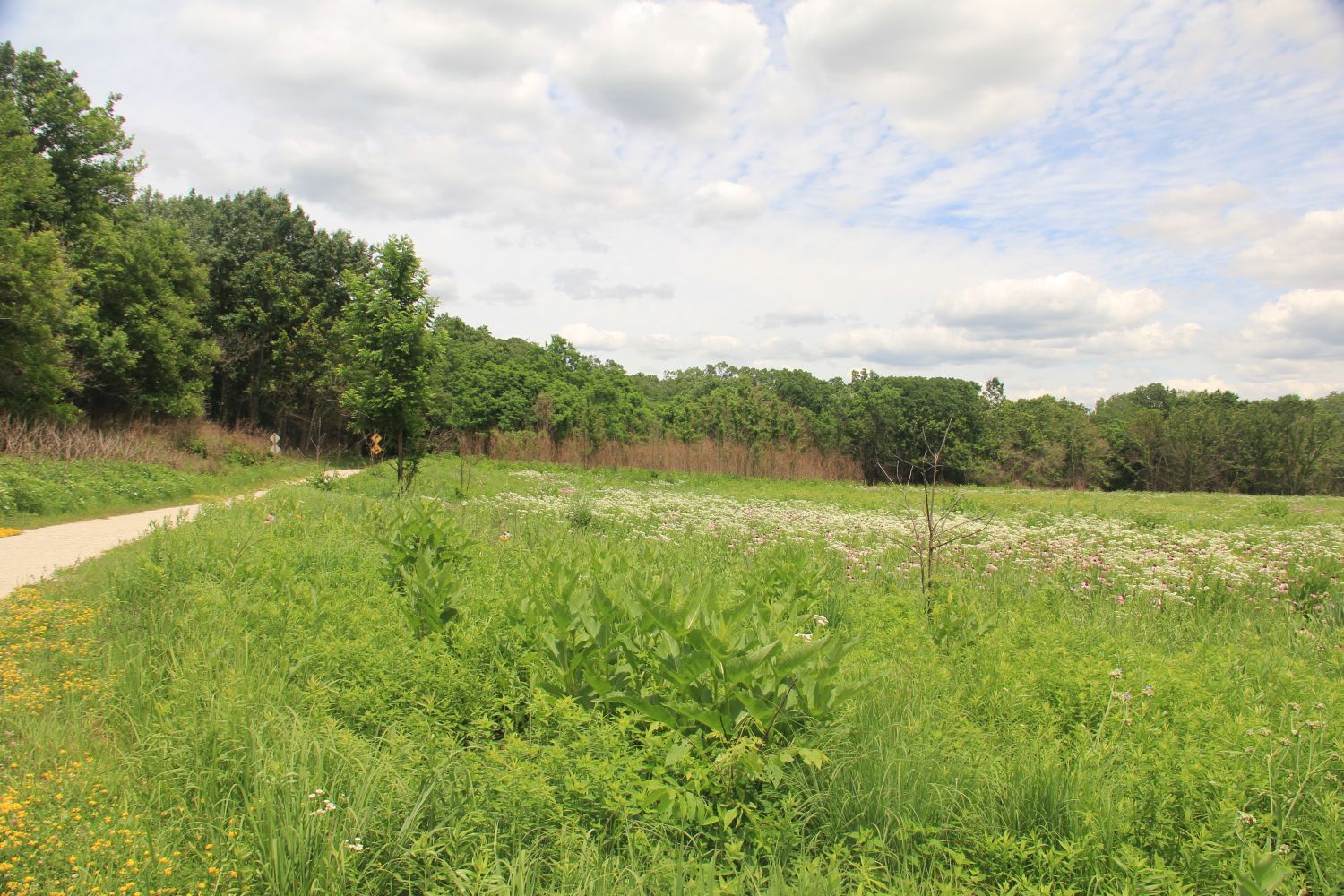 GoldFinch Trail 